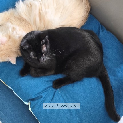 Foto de un gato reunido en Blagnac