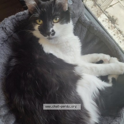 Foto de un gato reunido en Brie Et Angonnes