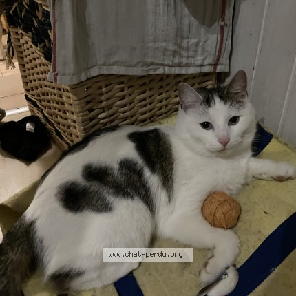Foto de un gato reunido en Fribourg