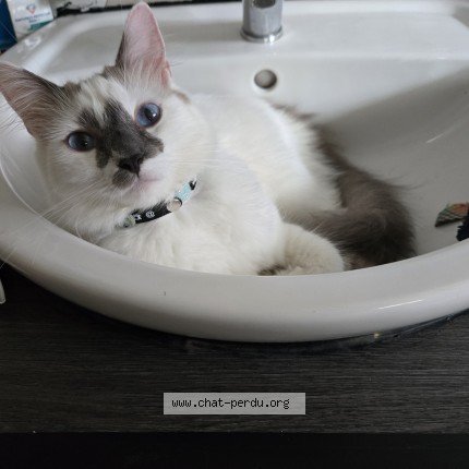 Foto de un gato reunido en Bruay Sur L Escaut