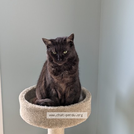 Foto de un gato reunido en La Vaupaliere