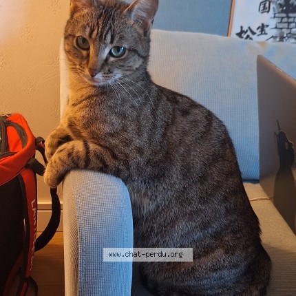 Foto de un gato reunido en Toulouse