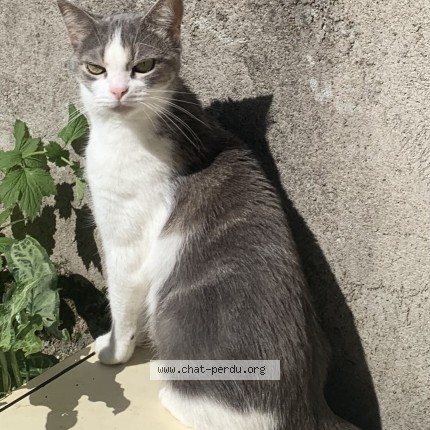 Foto de un gato reunido en Besancon