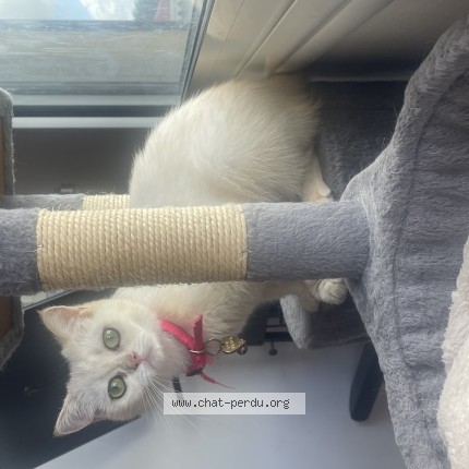 Foto de un gato reunido en Le Lamentin