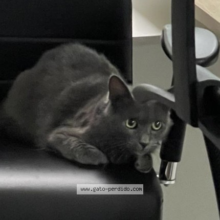 Foto 1/1 Gato encontrado Encontrado en Mvd