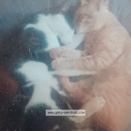 Foto 1/2 Vaquita Gato perdido en Huanuco