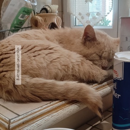 Foto de un gato reunido en Torteron