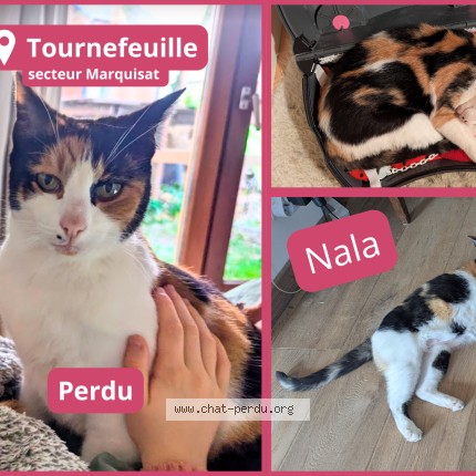 Foto de un gato reunido en Tournefeuille