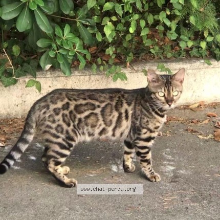 Foto de un gato reunido en Beziers