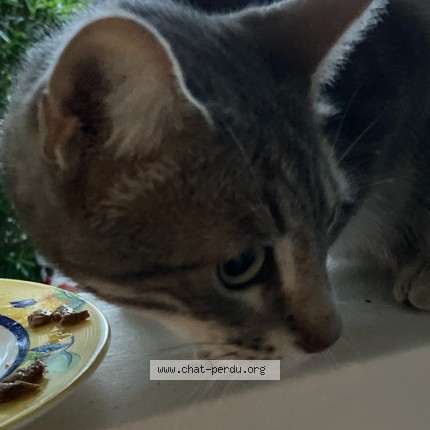 Foto de un gato reunido en Montpellier