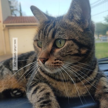 Foto de un gato reunido en Muret