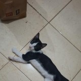 Milo