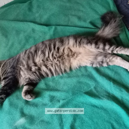 Foto del gato perdido en Santiago Estacion Central
