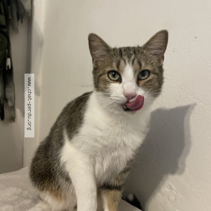 Foto de un gato reunido en Pau