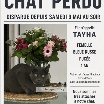 Foto de un gato reunido en Paris