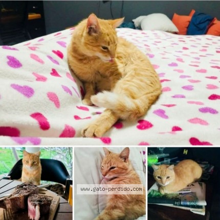 Foto 1/1 Uldrich Gato perdido en Natalicio Talavera