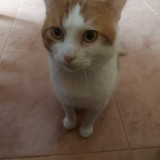 Bolita