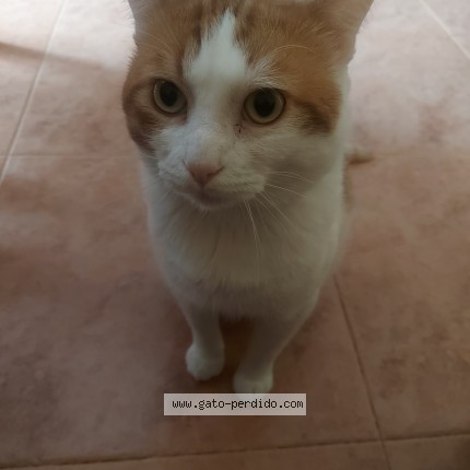 Foto del gato perdido en Alzira