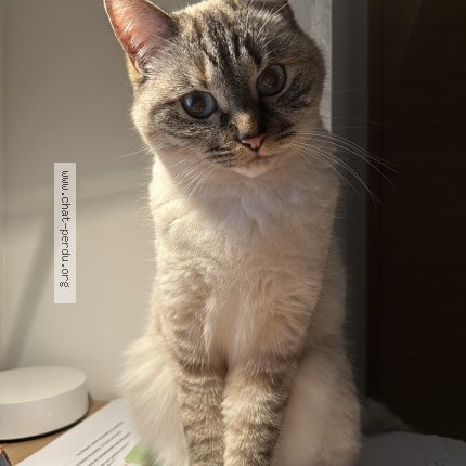 Foto de un gato reunido en Reze
