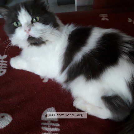 Foto de un gato reunido en Saint Laurent Du Var