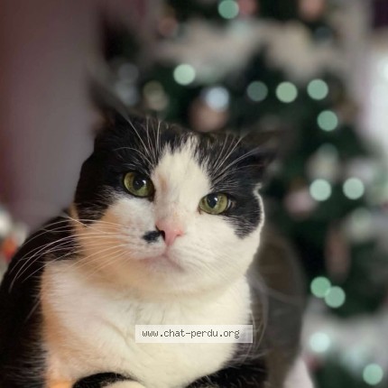 Foto de un gato reunido en Boulay