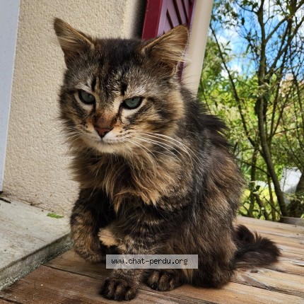 Foto de un gato reunido en Saint Cheron
