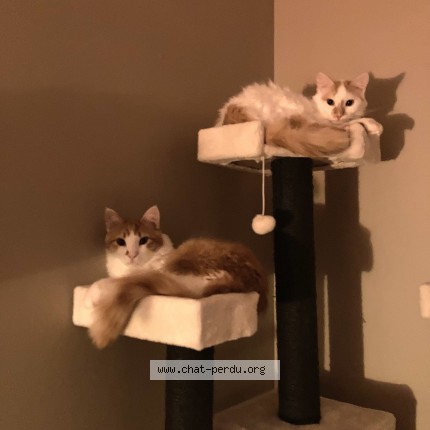 Foto de un gato reunido en Nailloux