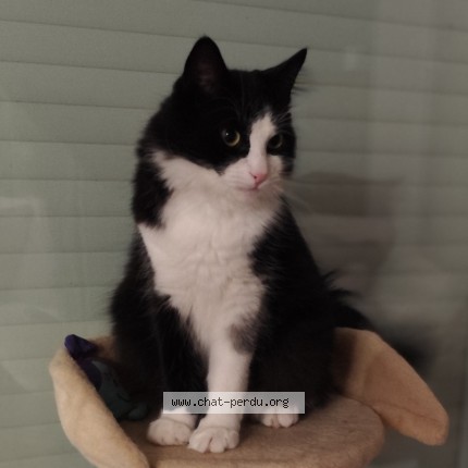 Foto de un gato reunido en Honfleur