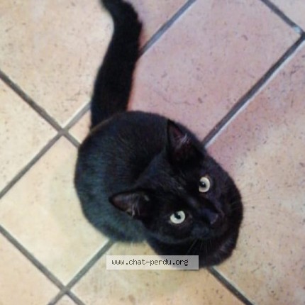 Foto de un gato reunido en Montreuil