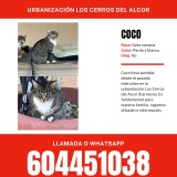 Coco