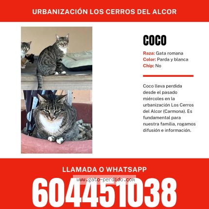 Foto del gato perdido en Carmona