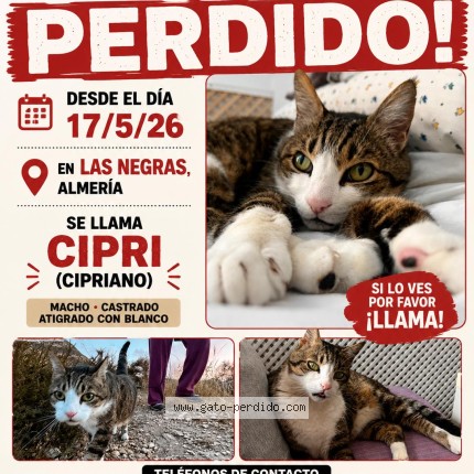 Foto del gato perdido en Las Negras