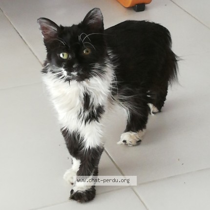 Foto de un gato reunido en Boulazac