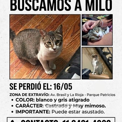 Foto 3/3 MILO Gato perdido en Parque Patricios