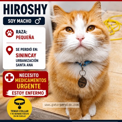 Foto 1/1 HIROSHY Gato perdido en Cuenca