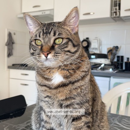 Foto de un gato reunido en Lagardelle Sur Leze