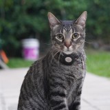 Odin