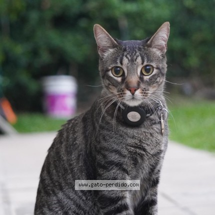 Foto 1/1 Gato encontrado Perdido en Montevideo