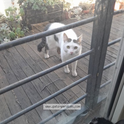 Foto de gato encontrado en Cordoba