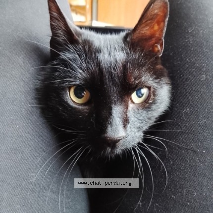 Foto de un gato reunido en Blesignac