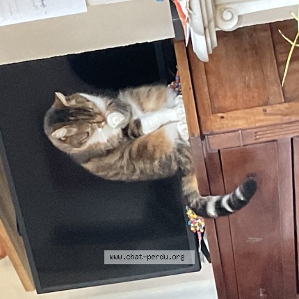 Foto de un gato reunido en Lignieres