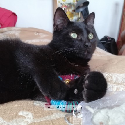 Foto de un gato reunido en Montreuil