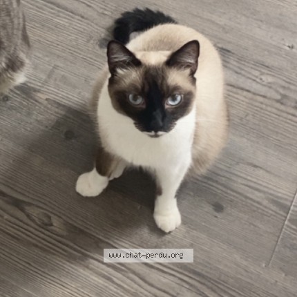 Foto de un gato reunido en Maxeville