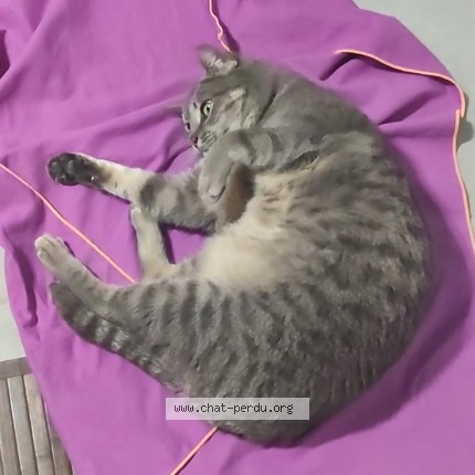 Foto de un gato reunido en Aussonne