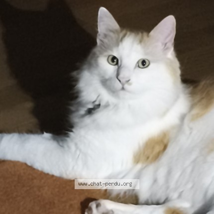Foto de un gato reunido en Vandoeuvre