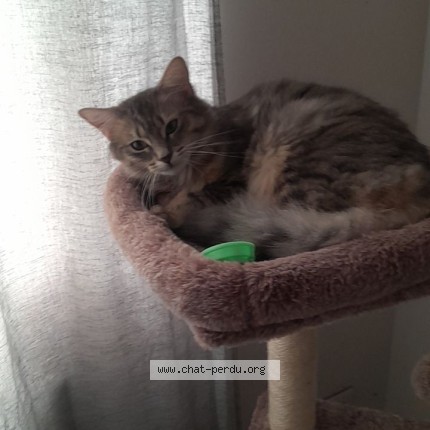 Foto de un gato reunido en Ressons Sur Matz