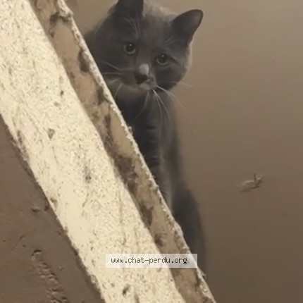Foto de un gato reunido en Paris