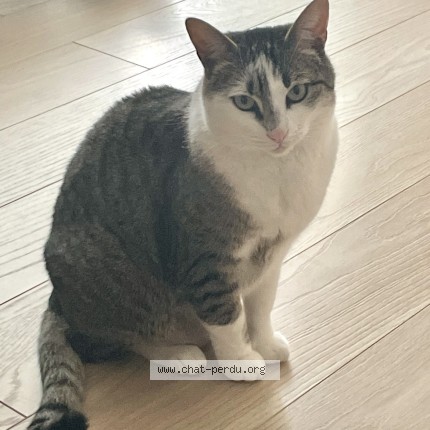 Foto de un gato reunido en Guilers