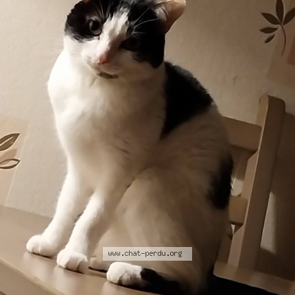 Foto de un gato reunido en Arpajon