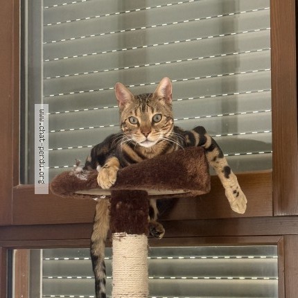 Foto de un gato reunido en Montreuil